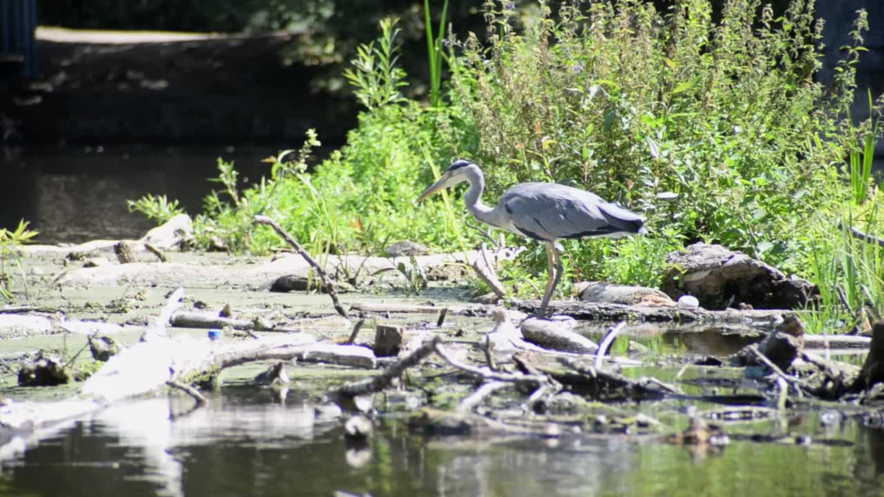 imágenes de mano de una garza gris parada en aguas poco profundas de un río frente a plantas verdes que ondean en la brisa cálida del verano