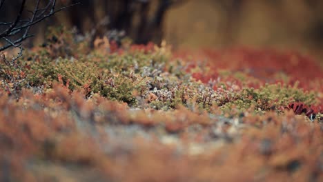 a close-up of colorful moss and lichen in the autumn tundra