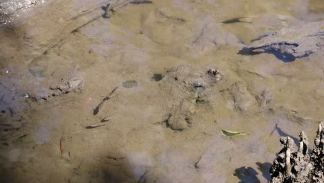 observing changes in a tidal pool ecosystem