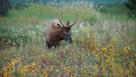 a juvenile bull elk forages in a field in the rocky mountains in 4k