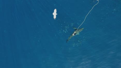 Aerial,-Drone-shot-of-Great-white-shark,-Carcharodon-carcharias,-trying-to-catch-a-piece-of-bait-at-Guadalupe-Island,-Mexico