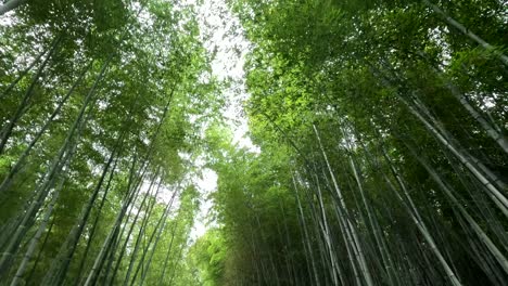 walking through a beautiful bamboo forest in japan