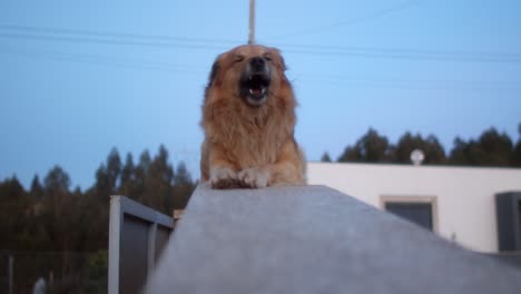 A-Dog-yawning-on-top-of-a-house-wall