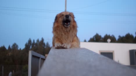 a dog yawning on top of a house wall