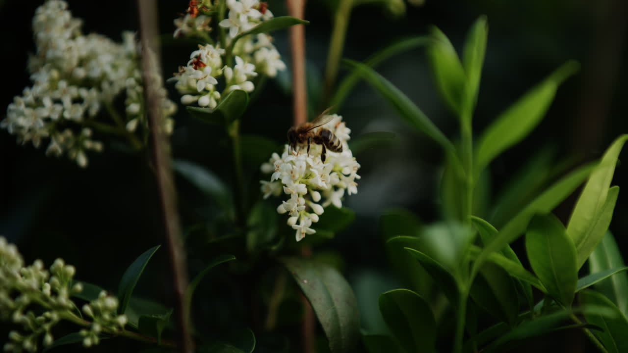 el primer plano capta a una abeja asentada en pequeñas flores blancas, recolectando delicadamente néctar
