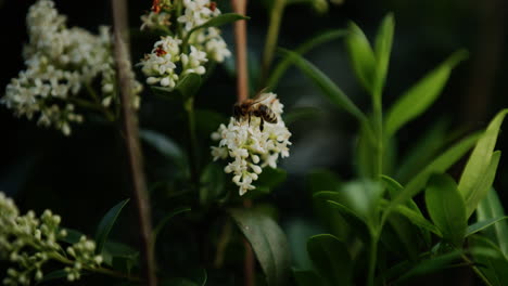 Die-Nahaufnahme-Zeigt-Eine-Biene,-Die-Auf-Kleinen-Weißen-Blüten-Sitzt-Und-Behutsam-Nektar-Sammelt