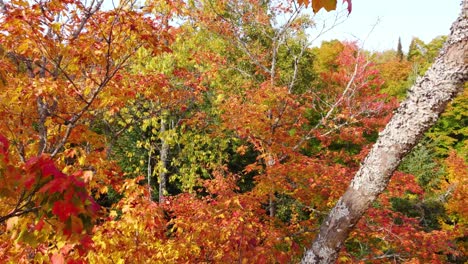 drone flies between vibrant red maple leaf tree into deciduous forest during autumn