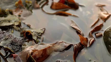 Langsamer-Schwenk-Mit-Einer-Geringen-Schärfentiefe-Von-Orangefarbenen-Algen,-Die-In-Einem-Stillen,-Reflektierenden-Felsenbecken-Sitzen