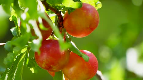 pequeñas ciruelas maduras en ramas de cerca con buena iluminación