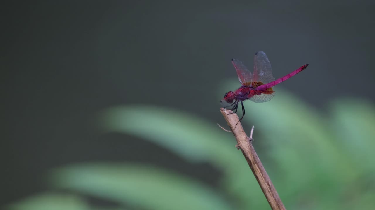descansando en la parte superior de una ramita en un arroyo mientras mueve su cabeza y alas equilibrándose con el viento, el planeador de pantano carmesí trithemis aurora, tailandia