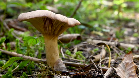 Mushroom-on-forest-floor,-spider-web-hanging-from-hat,-green-moss-in-background,-close-up,-4k,-low-angle,-level,-pan-left-to-right