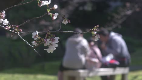 closeup view of sakura cherry blossom flowers in tokyo, japan with a family of three eating at the park during hanami in the background - tele shot