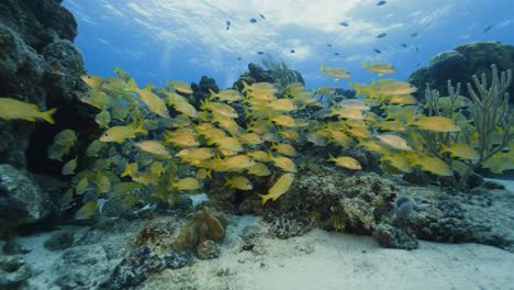 Cozumel.Reef-and-fish.-Mexico.-Underwater-life