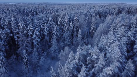 Boreale-Saisonale-Wälder,-Die-Im-Frühen-Morgenlicht-Mit-Frost-Bedeckt-Sind