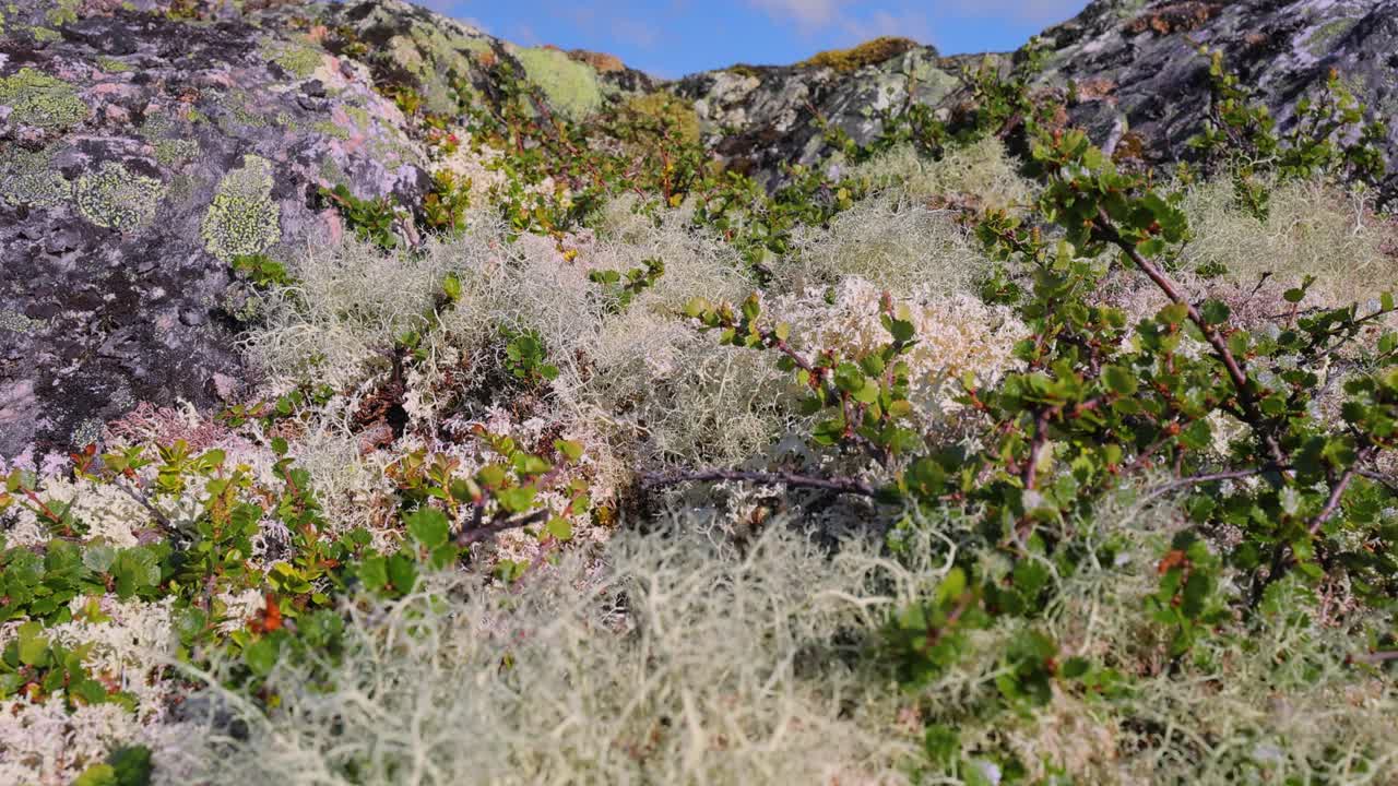 la tundra ártica, la hermosa naturaleza, el paisaje natural de noruega.
