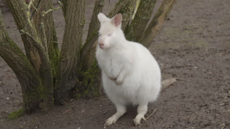 Porträt-Von-Albino-Bennetts-Wallaby,-Das-Steht-Und-Davon-Hüpft