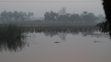 Dolly-Dejó-Atrás-La-Silueta-De-Un-árbol-Para-Revelar-Una-Neblina-De-Niebla-Matutina-Sobre-Un-Campo-Agrícola-Inundado