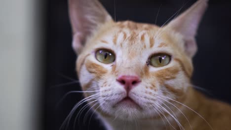 Indian-billi-breed-also-known-as-Indian-common-cat