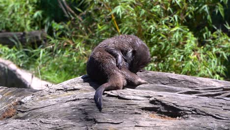 hermosa nutria de agua limpiando su piel, sentada en el registro en cámara lenta al aire libre