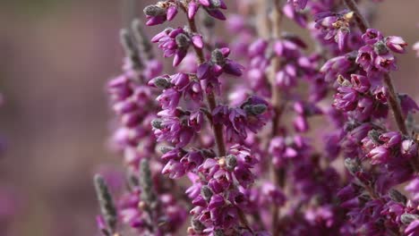 common heather or ling in flower in early september