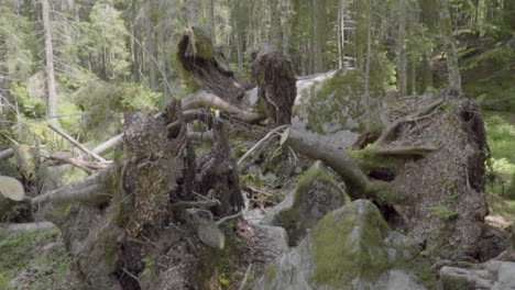 uprooted trees in the woods of the italian alps slow motion 100 fps