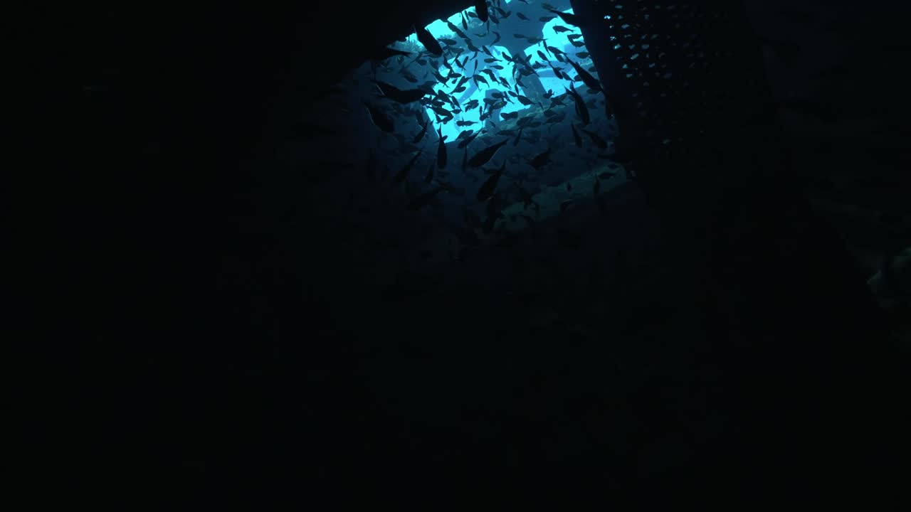 The atmospheric interior of the Giannis D shipwreck in Red Sea. In the shadowed environment of the ship's steel structure, a massive, shimmering school of Glassfish huddles together for protection