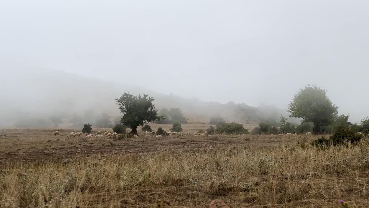 día brumoso niebla nubes pesadas tierras altas lloviendo pastores pastoreando secas colinas niebla humedad clima otoño primavera temporada de otoño bosque montaña hircanian iran gilan deylaman paisaje natural maravilloso paisaje