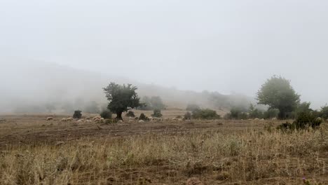 hazy day fog heavy clouds highland raining shepherd herding dry hill mist moisture climate fall spring autumn season forest hyrcanian mountain iran gilan deylaman natural landscape wonderful scenic