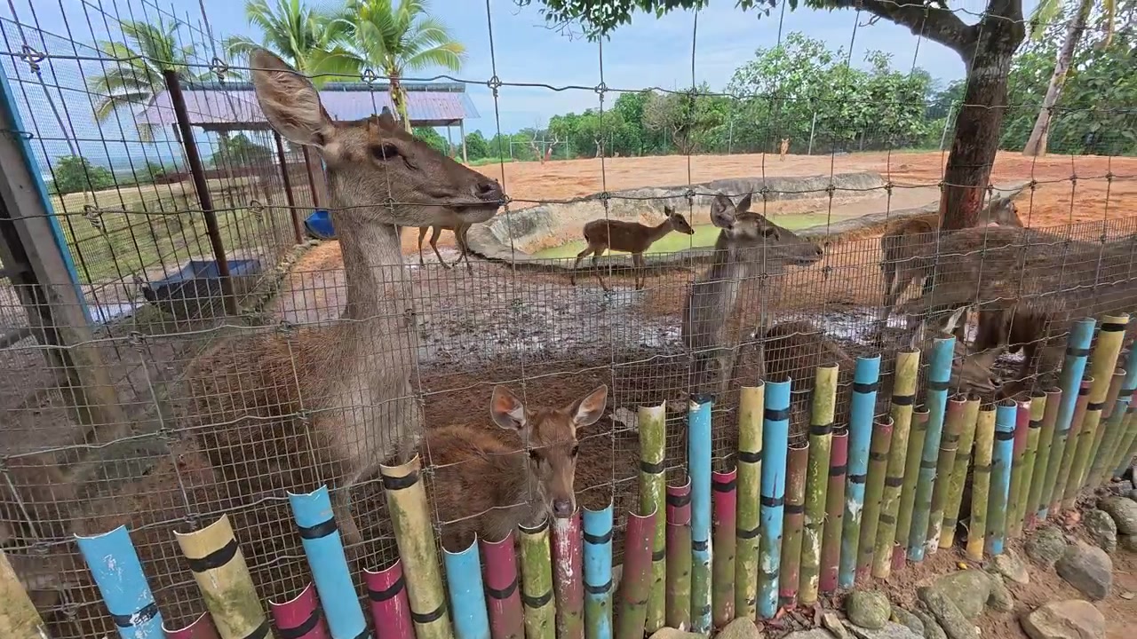 Een groep herten in een boerderijomheining. Deze dieren worden gefokt voor hoogwaardige commerciële herten vleesproductie. De kudde beweegt rustig binnen de omheinde faciliteit.