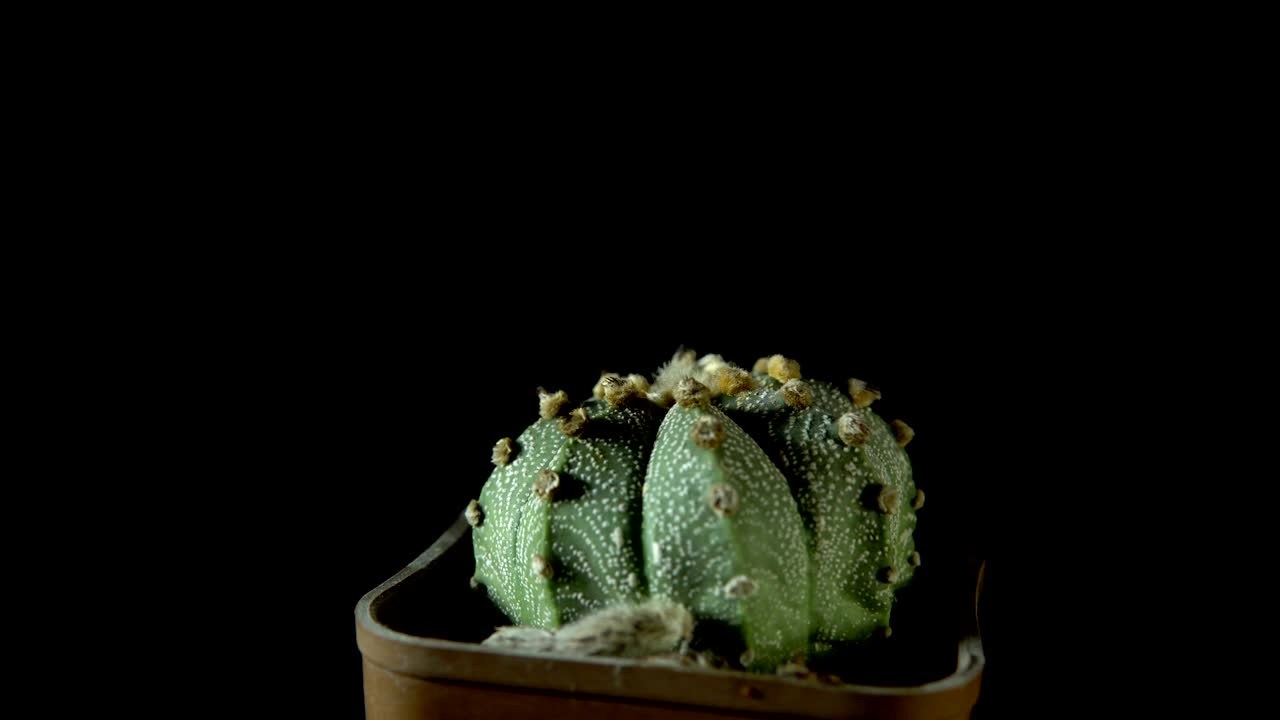 초록색 투스는 어두운 배경에서 회전합니다.