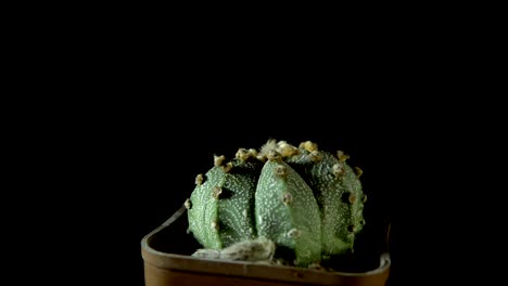 el cactus verde gira sobre un fondo oscuro.