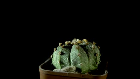 green cactus rotates on dark background.