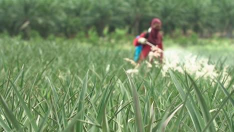 Fertilizer-Spraying-on-Pineapple-Farm-in-Thailand