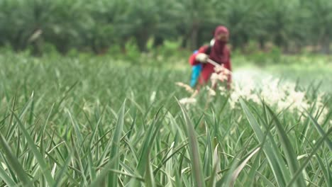 fertilizer spraying on pineapple farm in thailand