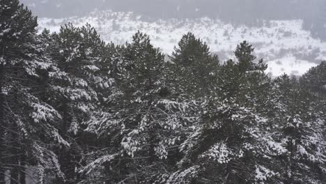 Fondo-De-Invierno-Con-Pinos-Cubiertos-De-Nieve-En-Las-Montañas,-Espacio-De-Copia-De-Temporada-Blanca