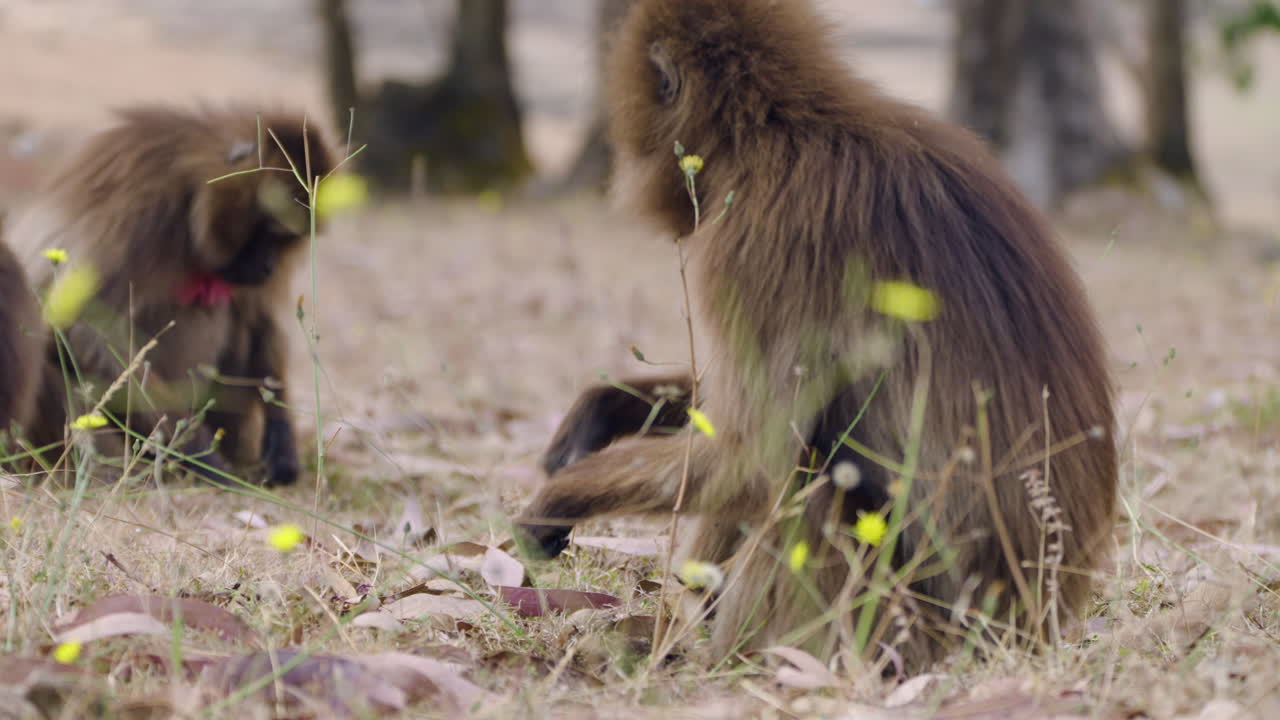 Gelada Baboon Monkeys Foraging In Simien Mountains National Park, Ethiopia. Selective Focus Shot
