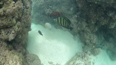 Fish-in-Hawaii-swimming-through-coral-reef-in-slow-motion