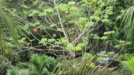 ver ver a través de los árboles verdes de la selva tropical del autobús turístico que pasa mostrando a los huéspedes la vida silvestre en el resort de la selva tropical de gamboa en panamá