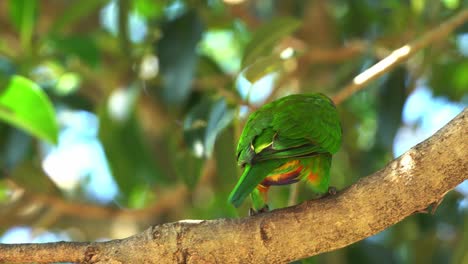 loro con hermoso plumaje vibrante, lorikeet arcoiris, trichoglossus moluccanus posado en la rama de un árbol contra un fondo de follaje verde borroso, vida silvestre en queensland, australia