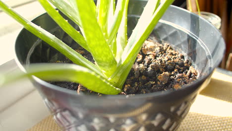 aloe vera in home plantation for personal medicinal use