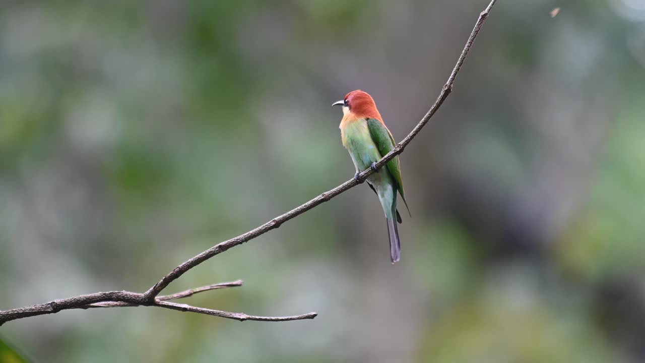 abejaruco de cabeza castaña, merops leschenaulti, metraje 4k, parque nacional kaeng krachan, tailandia