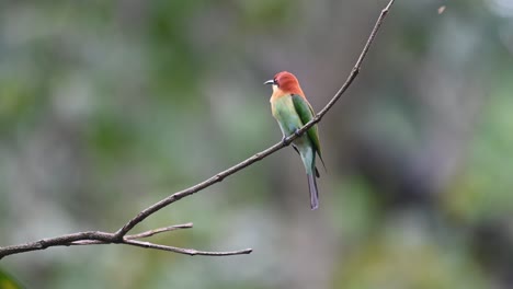 chestnut-headed bee-eater, merops leschenaulti, 4k footage, kaeng krachan national park, thailand