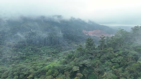 Toma-De-Drone-De-Un-Bosque-En-Durban,-En-Las-Afueras-De-Pinetown.