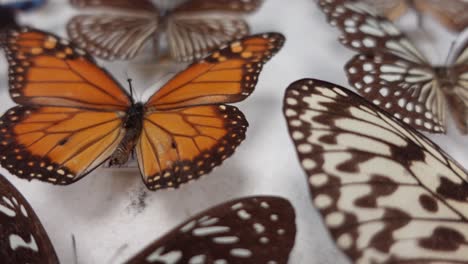 butterfly collection. collection of butterflies of various species