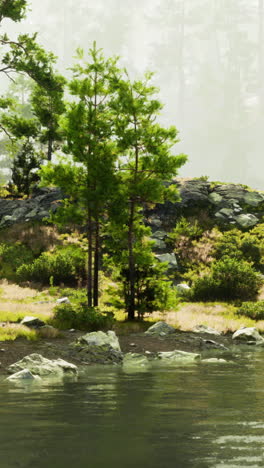 serene lakeside forest scene with pine trees