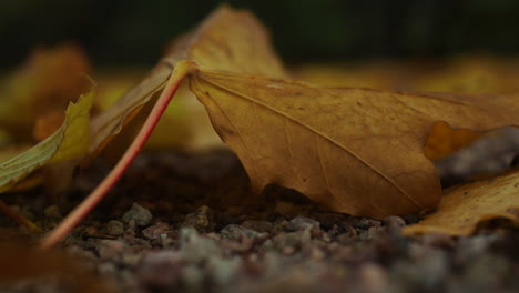 Un-Viento-Ligero-Sopla-Hojas-De-Otoño-En-El-Suelo