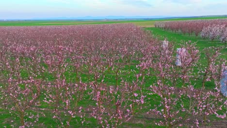 árboles de albaricoque a principios de la primavera floreciendo en la granja con ollas de fuego