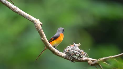 un pequeño pájaro minivet estaba alimentando a sus dos crías en el nido y luego voló lejos dejándolos a buscar más comida