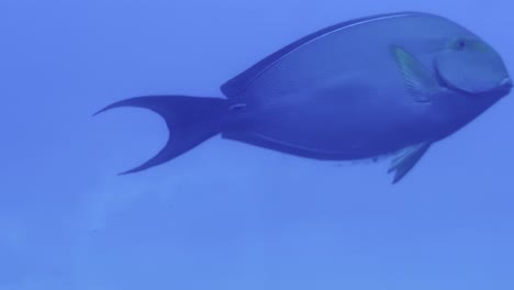 cinematic close-up shot from a submarine porthole of a fish pooping in the ocean as it swims by off the coast of hawai'i