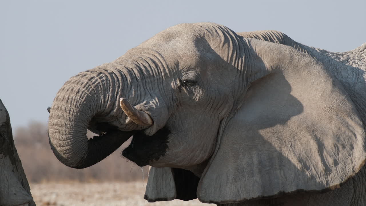 아프리카 코끼리 가  ⁇ 구리 를 통해 물 을 마시는 모습